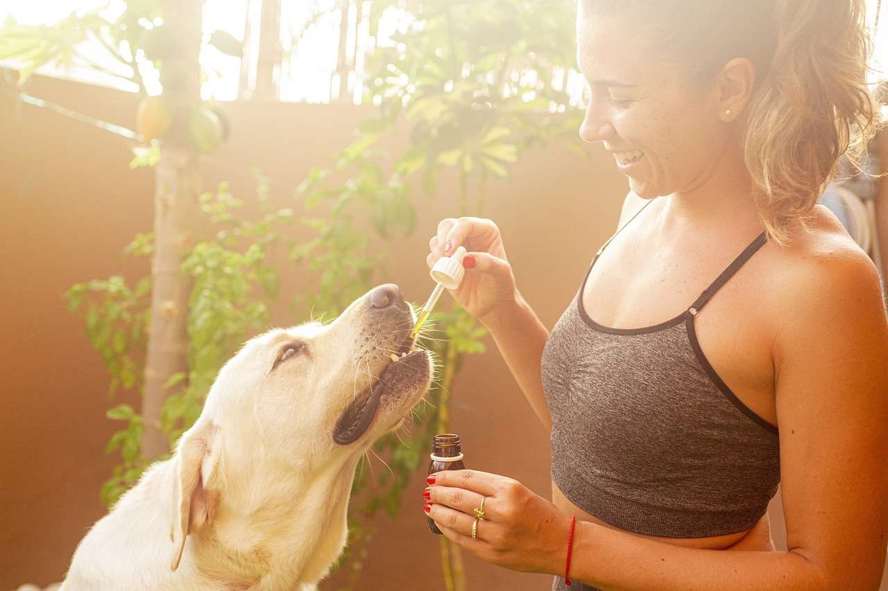 CBD pour animaux : une option naturelle pour les chats et les chiens