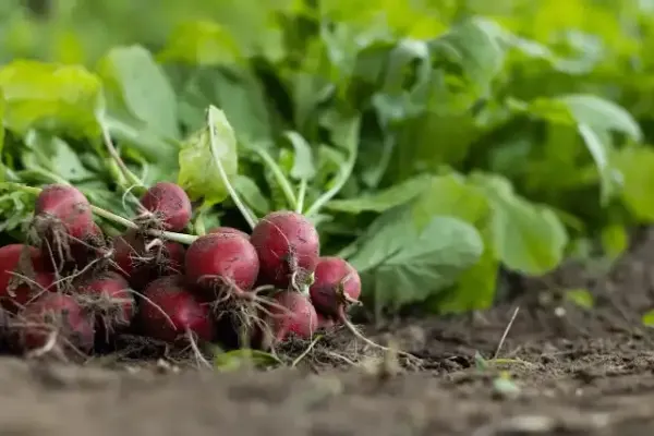 Les radis du jardin