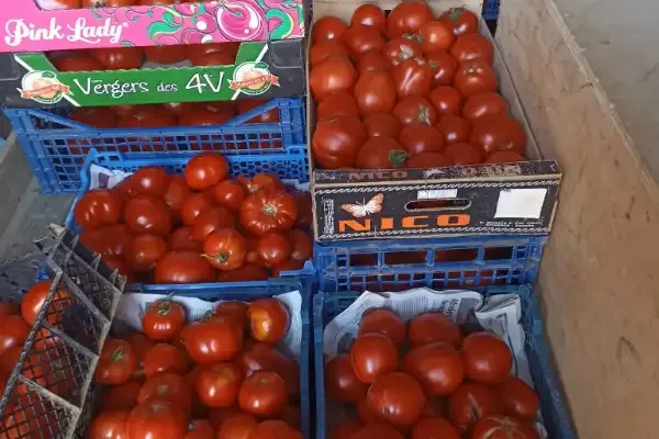 C'est vrai qu'elles sont belles ces tomates